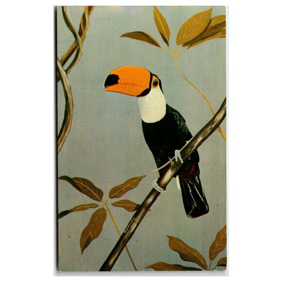 postcard Other - Vintage Toco Toucan Postcard 1938 Wm Hawkins Art Pittsburgh Aviary Exotic Bird